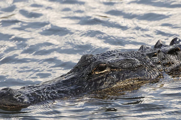 Close up of swimming American alligator, Alligator mississippiensis. Everglades Nationa Park, Florida, USA. UNESCO World Heritage Site (Biosphere Reserve)