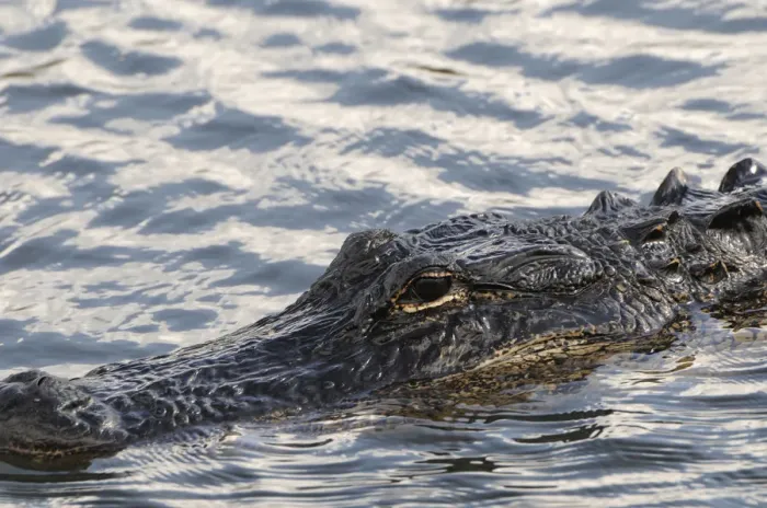 Framed Print : Close up of swimming American alligator, Alligator mississippiensis. Everglades Nationa Park, Florida, USA. UNESCO World Heritage Site (Biosphere Reserve) Framed Print : Close up of swimming American alligator, Alligator mississippiensis. Everglades Nationa Park, Florida, USA. UNESCO World Heritage Site (Biosphere Reserve)