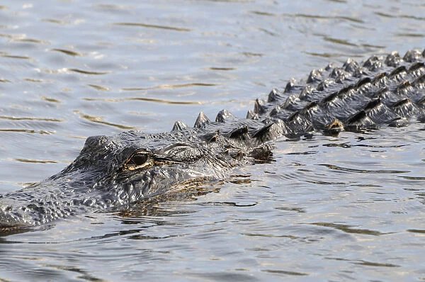 Close up of swimming American alligator, Alligator mississippiensis. Everglades Nationa Park, Florida, USA. UNESCO World Heritage Site (Biosphere Reserve)