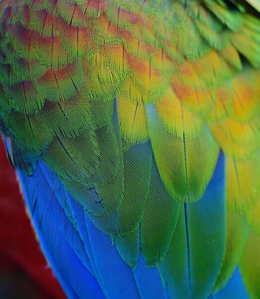 Close up texture of Macaw feathers