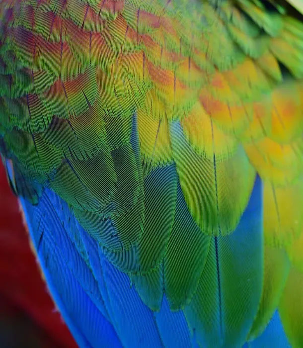 Framed Print : Close up texture of Macaw feathers Framed Print : Close up texture of Macaw feathers