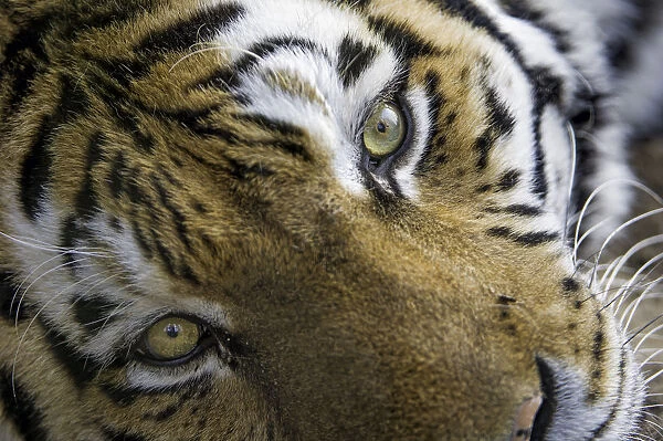 Close tigress looking at camera