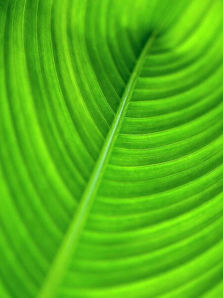 Close up of a tropical leaf abstract and green