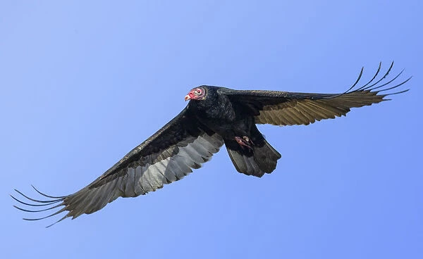 Close Up of Turkey Vulture in Elegant Flight Against Clear Blue Sky