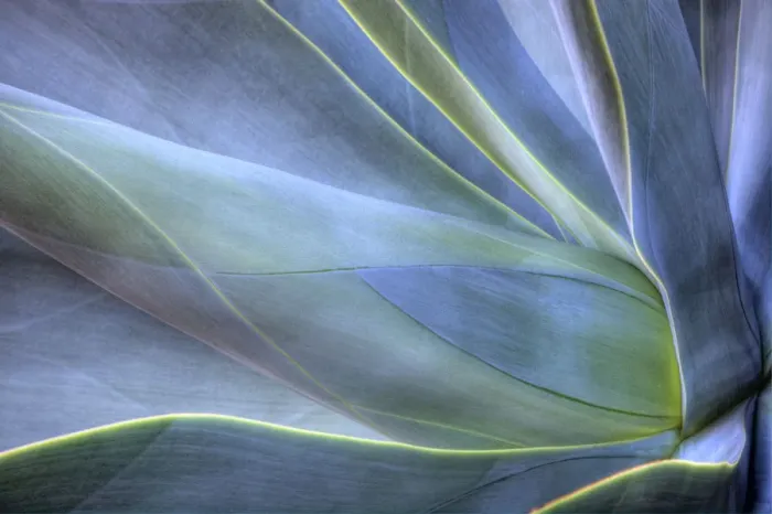 Framed Print : Close-up of Agave, Maui, Hawaii, USA