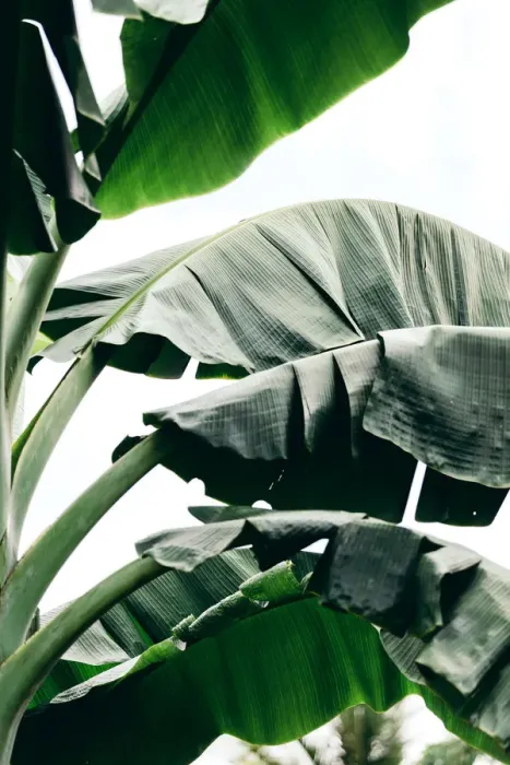 Framed Print : Close-up of Banana leaf