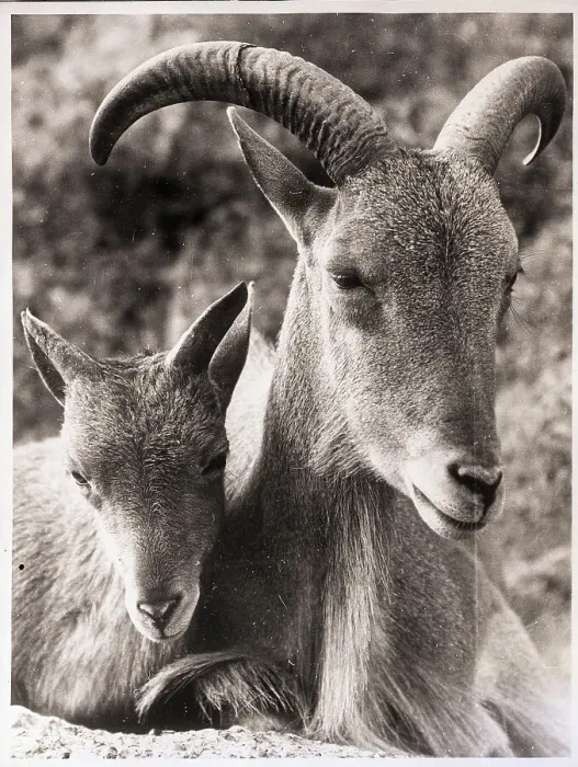 Framed Print : Close-Up of Two Barbary Sheep Framed Print : Close-Up of Two Barbary Sheep