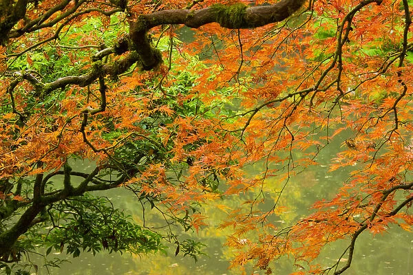 Close-up of branch in Portland Japanese Garden, Portland, Oregon, USA