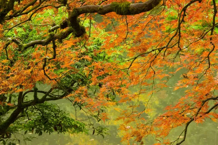 Framed Print : Close-up of branch in Portland Japanese Garden, Portland, Oregon, USA Framed Print : Close-up of branch in Portland Japanese Garden, Portland, Oregon, USA