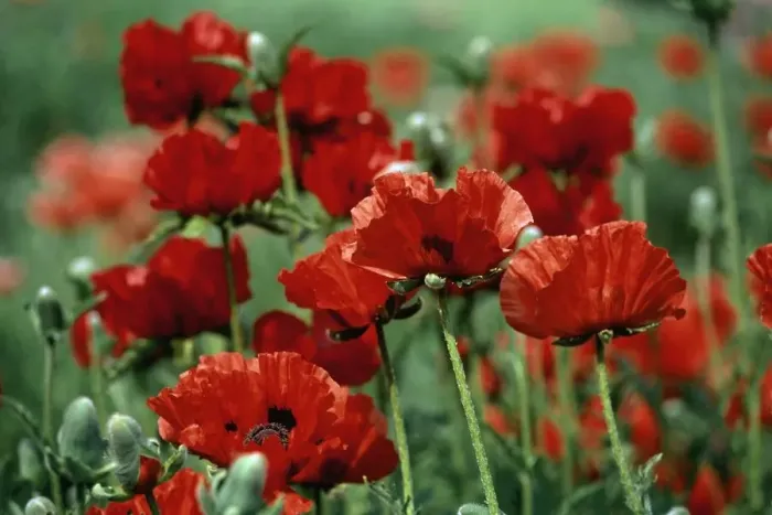 Framed Print : Close-Up of Bright Red Poppy Flowers in a Field