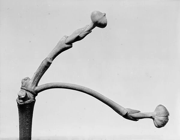 Buds. circa 1950: A close-up of two buds growing from a tree stalk