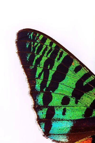 Close-up detail of butterfly wing