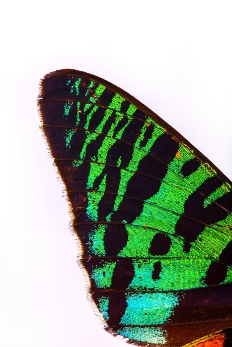 Framed Print : Close-up detail of butterfly wing