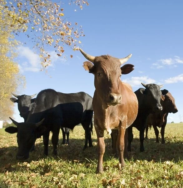 Close-Up of Cattle Herd Grazing