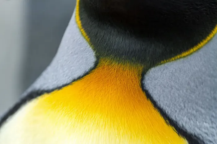 Framed Print : Close-up of the colorful neck feathers of a King Penguin
