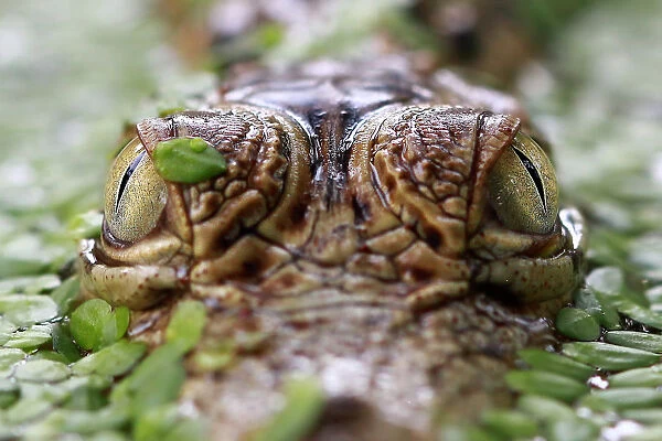 Close-up of a crocodiles eyes