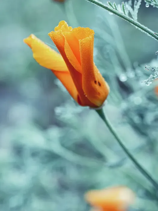 Framed Print : Close-up eschscholzia flower with morning dew. Wet orange color flowers Framed Print : Close-up eschscholzia flower with morning dew. Wet orange color flowers