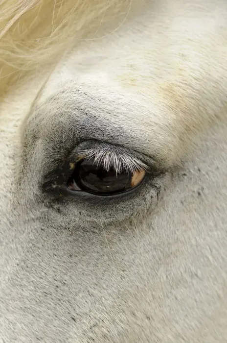 Framed Print : Close-up of the eye of a Camargue horse, Camargue, France, Europe