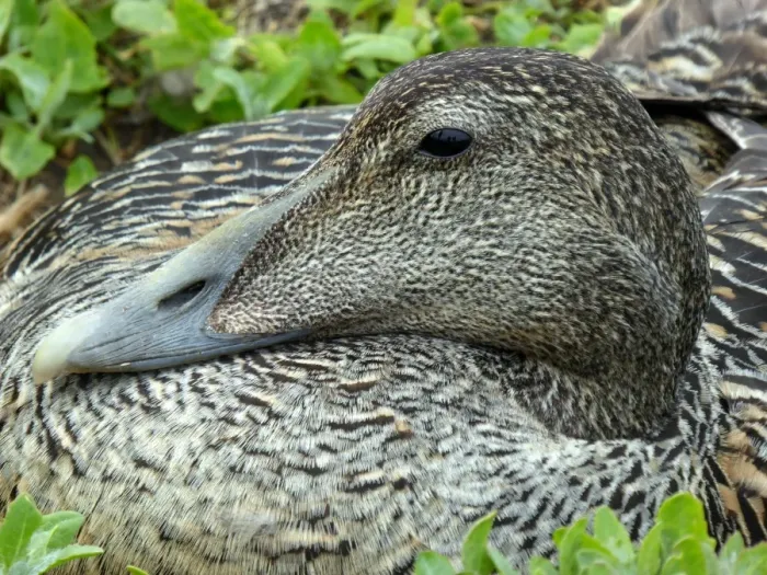 Framed Print : Close-up of female eider (Somateria mollissima) sitting on nest Framed Print : Close-up of female eider (Somateria mollissima) sitting on nest
