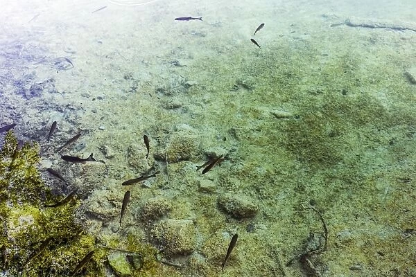 Close-Up Of Fishes In Transparent Water (Lake) In Plitvice Lakes National Park, Croatia