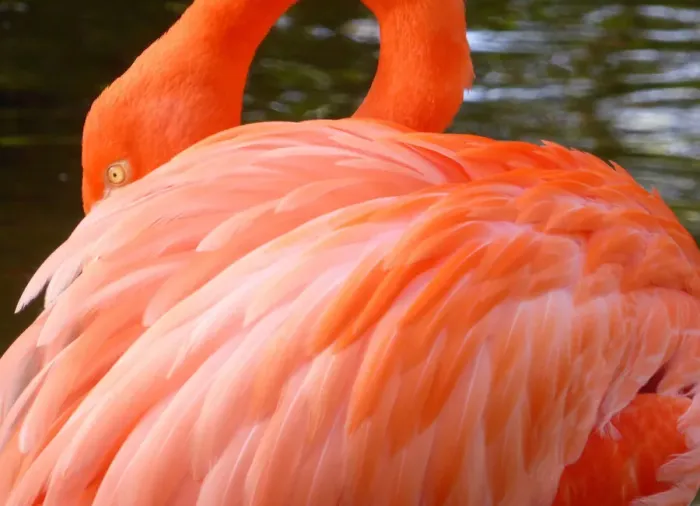Framed Print : Close-Up of a Flamingo Framed Print : Close-Up of a Flamingo