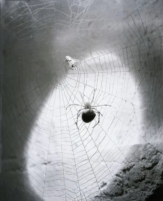 Framed Print : Close-Up Of A Fly & Spider In A Web Framed Print : Close-Up Of A Fly & Spider In A Web