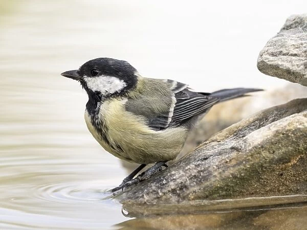 Close-Up Of Great Tit, (Parus major), bathing inside a water puddle