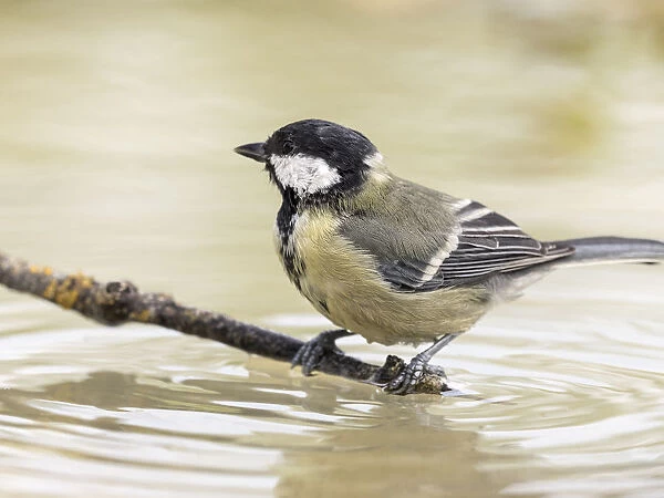 Close-Up Of Great Tit, (Parus major), Species (Paridae), on a branch in the water