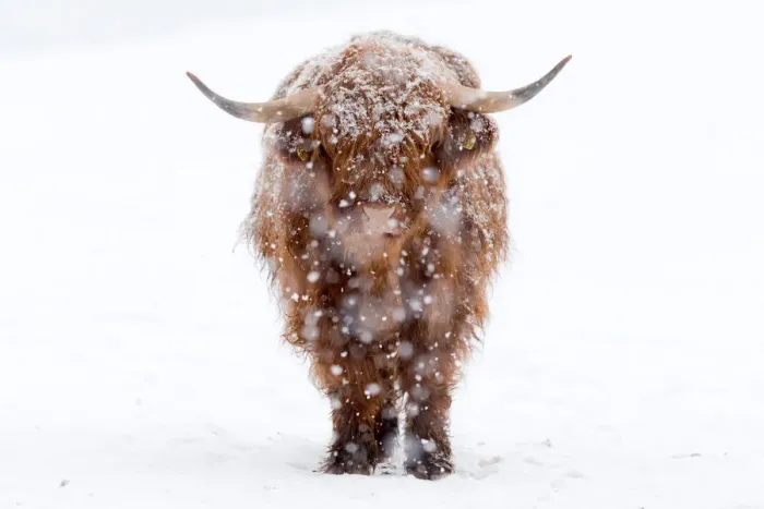 Framed Print : Close-Up Of Highland Cattle with snow Framed Print : Close-Up Of Highland Cattle with snow