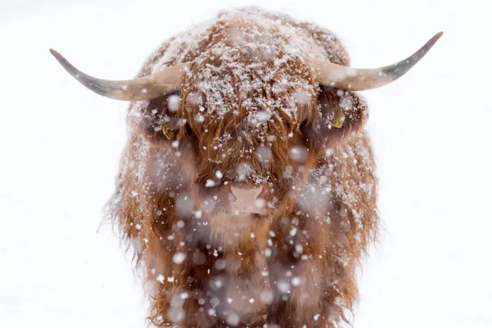 Framed Print : Close-Up Of Highland Cattle with snow Framed Print : Close-Up Of Highland Cattle with snow