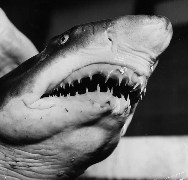 Shark. circa 1955: A close-up of a hungry shark at the NYC aquarium on Coney Island