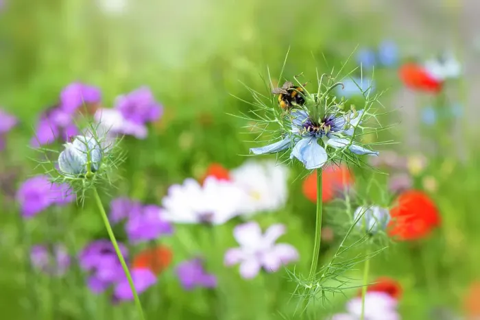 Framed Print : Close-up image of the beautiful spring Love-in-a-mist white flower also known as Nigella damascena in an English summer meadow Framed Print : Close-up image of the beautiful spring Love-in-a-mist white flower also known as Nigella damascena in an English summer meadow