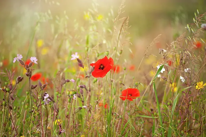 Framed Print : Close-up image of the beautiful summer flower Common red Poppy flower, also known as the Corn Poppy, Field Poppy and Papaver Rhoeas Framed Print : Close-up image of the beautiful summer flower Common red Poppy flower, also known as the Corn Poppy, Field Poppy and Papaver Rhoeas