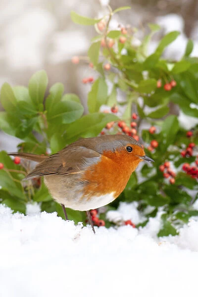 Close-up image of a European Robin garden bird in the snow
