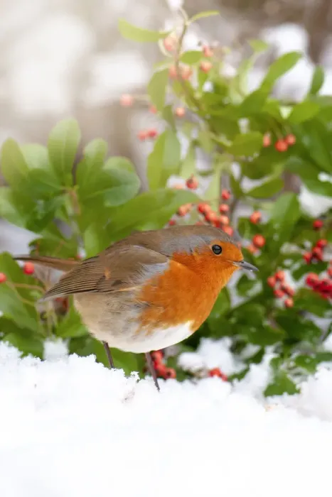 Framed Print : Close-up image of a European Robin garden bird in the snow Framed Print : Close-up image of a European Robin garden bird in the snow