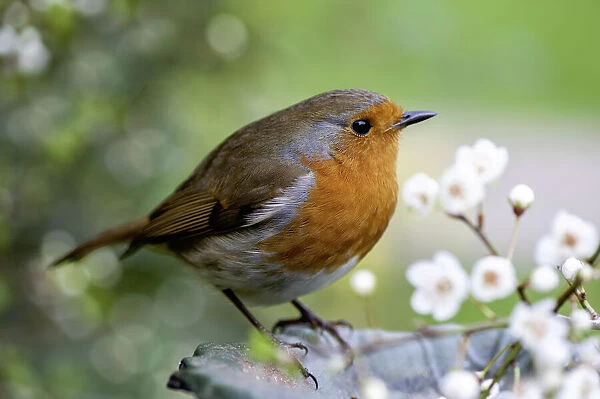 Close-up image of a European robin, known simply as the robin or robin redbreast in