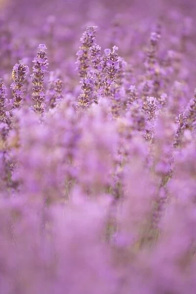 Close-up lavender in Provence, France