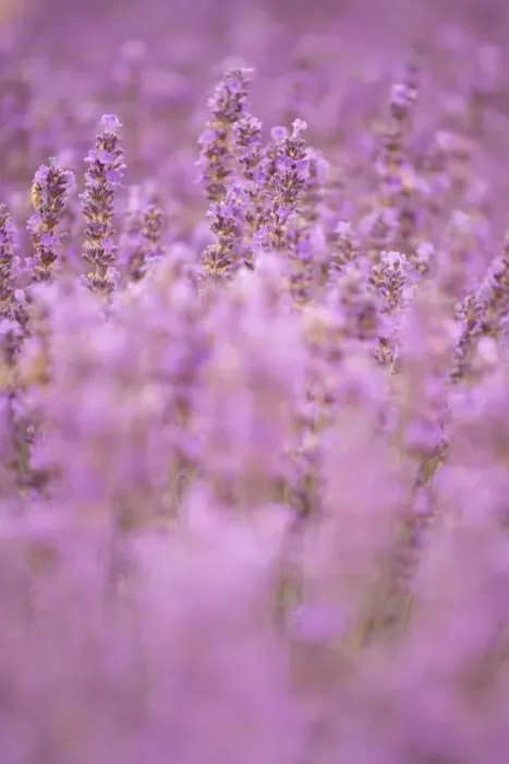 Framed Print : Close-up lavender in Provence, France Framed Print : Close-up lavender in Provence, France