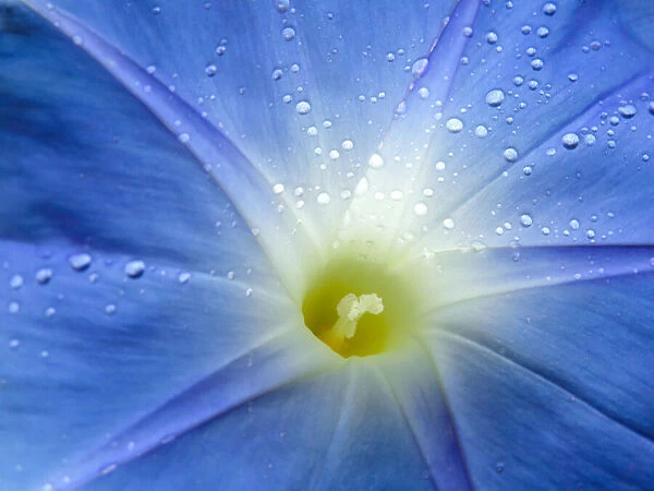 Close-up of Morning glory flower (Ipomoea tricolor)