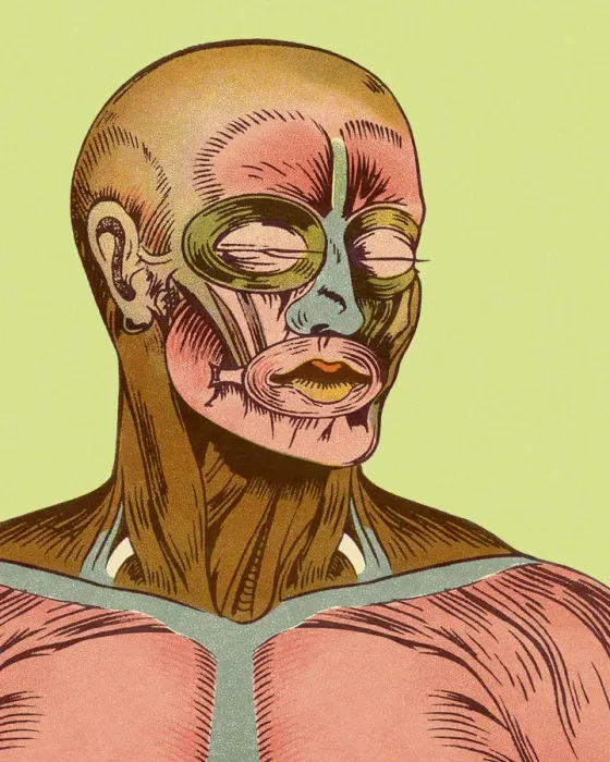 Framed Print : Close-up of Muscles of Head and Chest Framed Print : Close-up of Muscles of Head and Chest