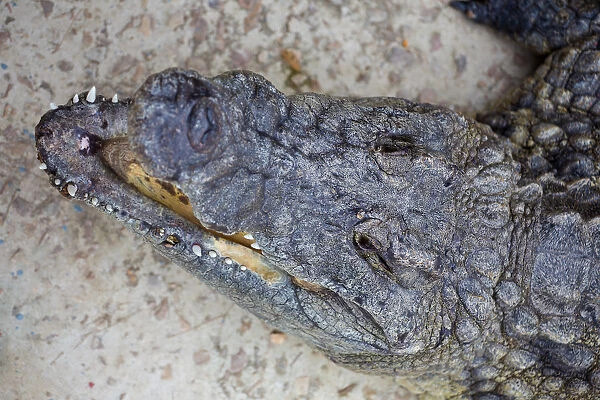 Close-up of Nile crocodile head (Crocodylus niloticus) swimming in a pond on a Crocodile farm in the Western Cape Province, South Africa