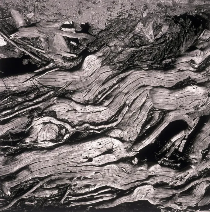 Framed Print : Close-up of old tree Framed Print : Close-up of old tree