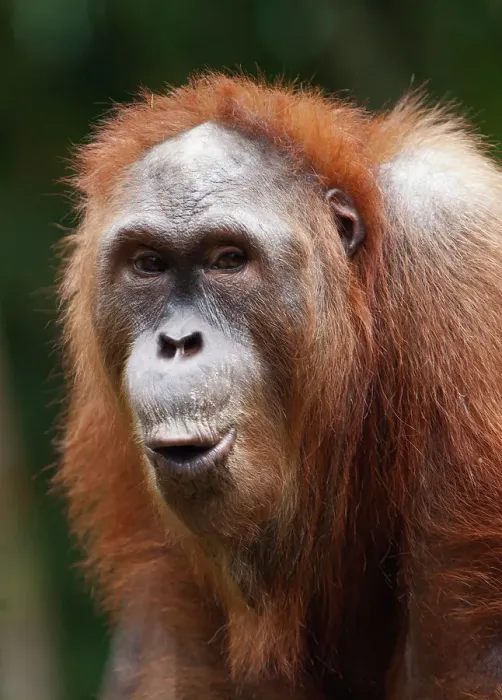 Framed Print : Close-up of Orang Utan