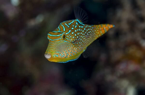 Close-up of Papua toby fish (Canthigaster papua), Fiji
