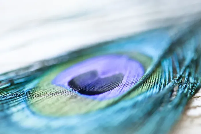 Framed Print : Close-up of a peacock feather Framed Print : Close-up of a peacock feather