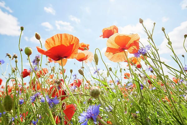 Close-Up of poppies and cornflowers on meadow against sunlight and blue sky