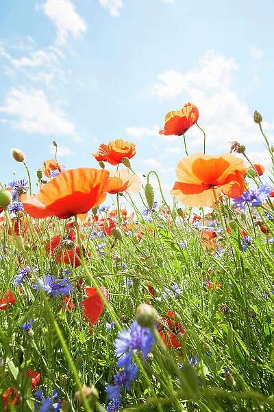 Close-Up of poppies and cornflowers on meadow against sunlight and blue sky