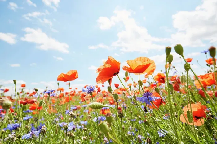 Framed Print : Close-Up of poppies and cornflowers on meadow against sunlight and blue sky