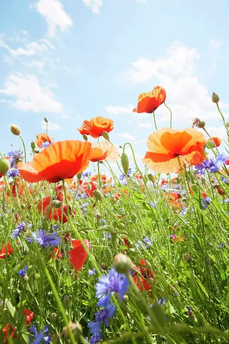 Framed Print : Close-Up of poppies and cornflowers on meadow against sunlight and blue sky Framed Print : Close-Up of poppies and cornflowers on meadow against sunlight and blue sky