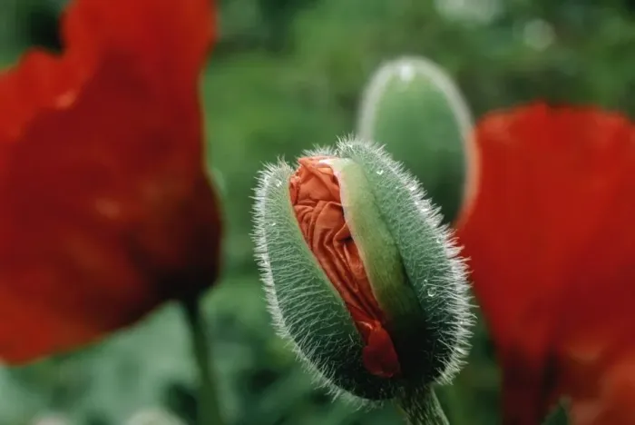 Framed Print : Close-Up of a Poppy Bud About to Bloom Framed Print : Close-Up of a Poppy Bud About to Bloom